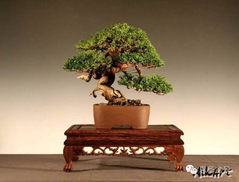 图解 刺柏下山桩怎么制作盆景的方法