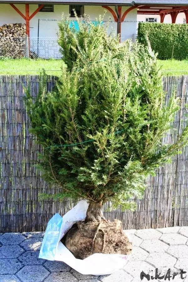 成长日记 | 红豆杉盆景的制作过程