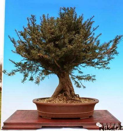 红豆杉下山桩怎么制作盆景的方法