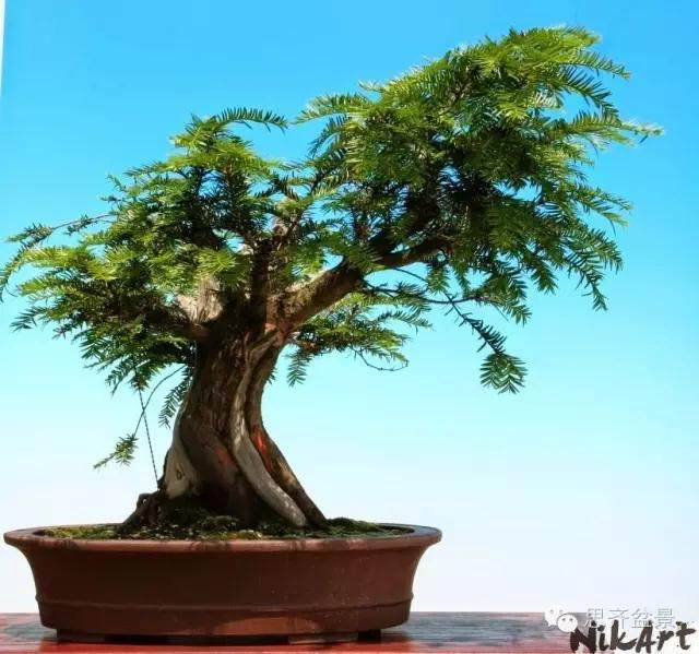 红豆杉下山桩怎么制作盆景的方法