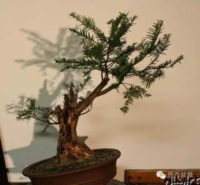 红豆杉下山桩怎么制作盆景的方法