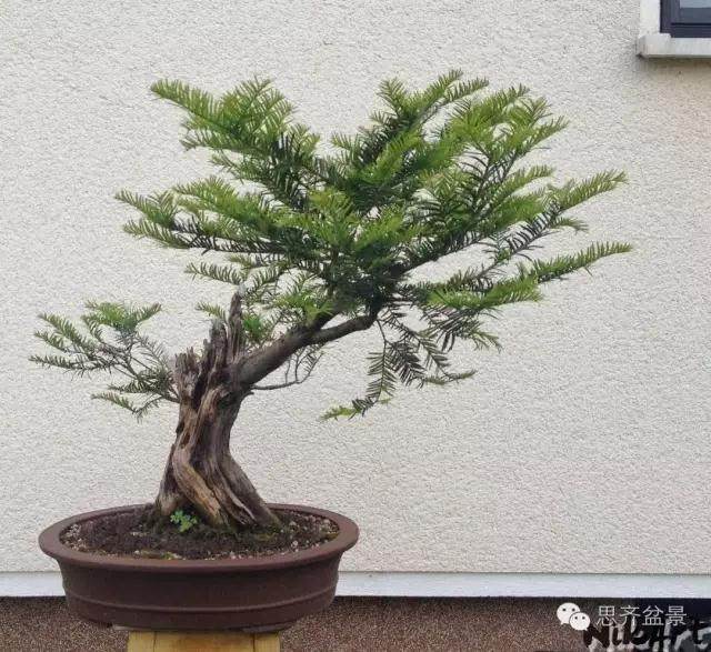 红豆杉下山桩怎么制作盆景的方法