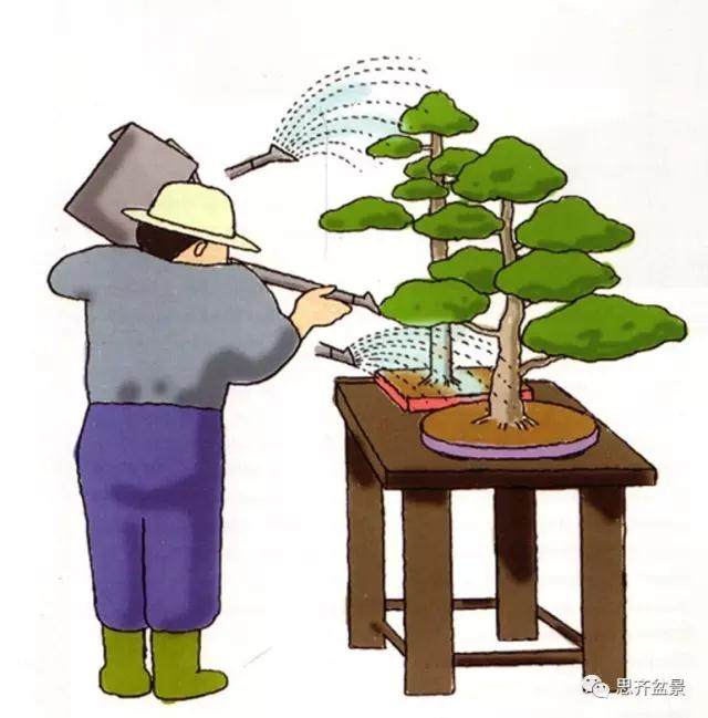 盆景养护 | 盆景如何浇水？