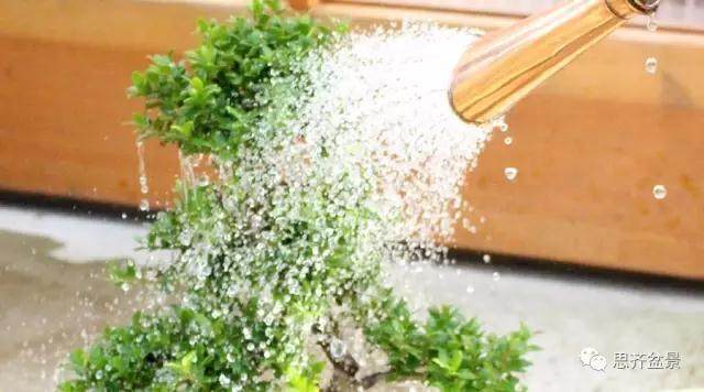 盆景发芽后如何浇水的方法