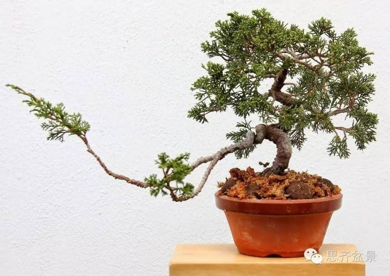 http://www.penjing8.com/ZaiPei/1/4928.html