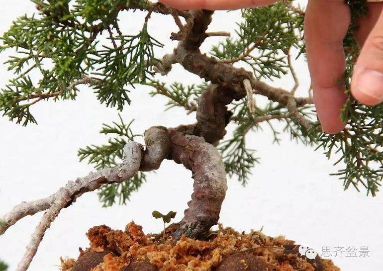 小品柏树下山桩怎么制作盆景舍利干