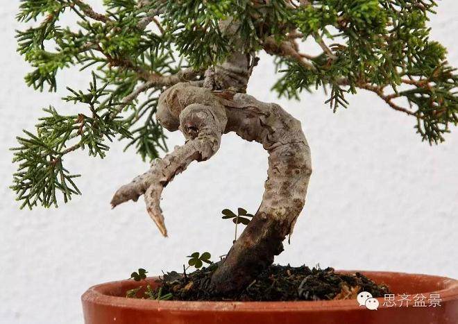 小品柏树下山桩怎么制作盆景舍利干