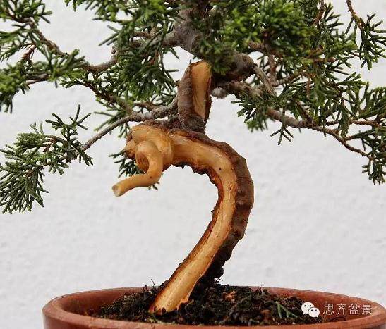 小品柏树下山桩怎么制作盆景舍利干