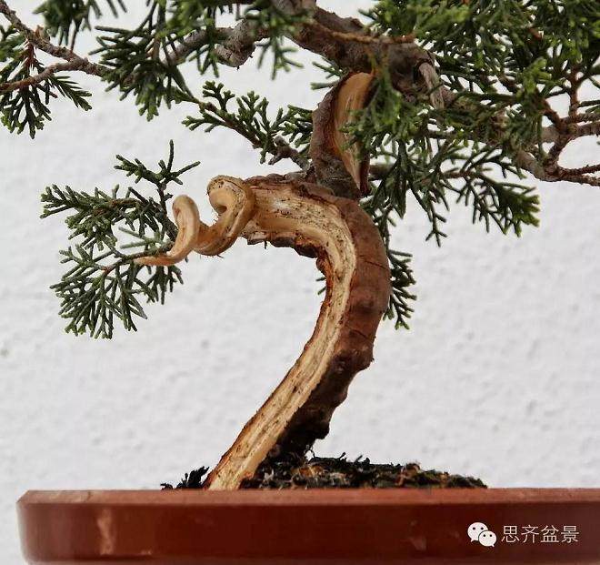 小品柏树下山桩怎么制作盆景舍利干