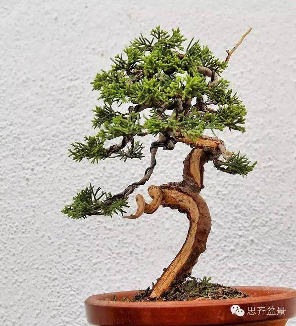 小品柏树下山桩怎么制作盆景舍利干