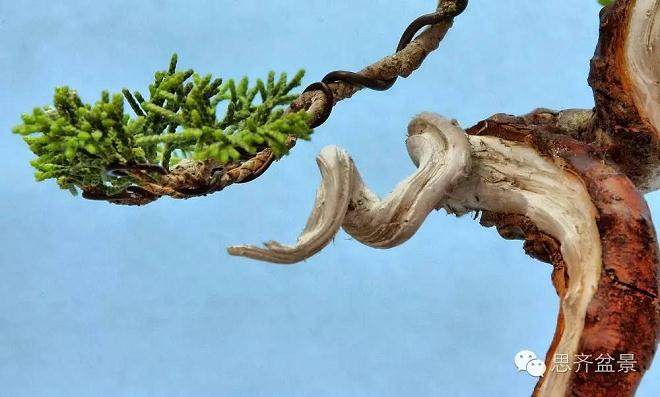 小品柏树下山桩怎么制作盆景舍利干