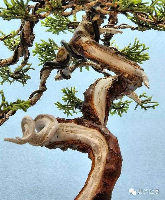 小品柏树下山桩怎么制作盆景舍利干
