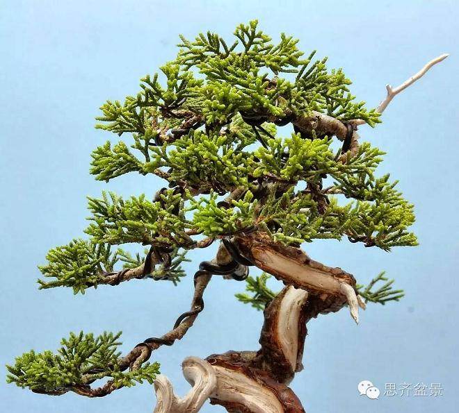 小品柏树下山桩怎么制作盆景舍利干