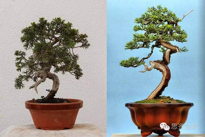 小品柏树下山桩怎么制作盆景舍利干