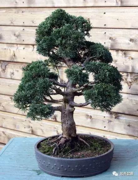 成长日记 | 一颗柏树盆景的成型历程