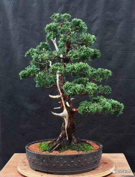 图解 柏树下山桩怎么制作成盆景的方法