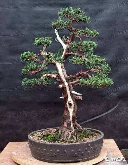 图解 柏树下山桩怎么制作成盆景的方法