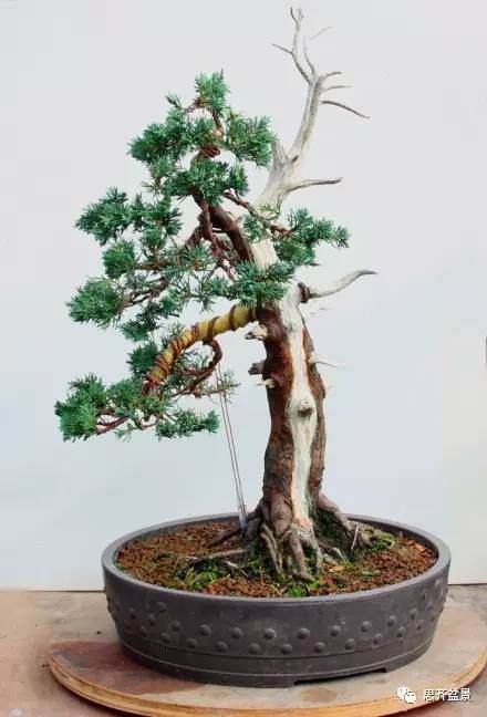 图解 柏树下山桩怎么制作成盆景的方法