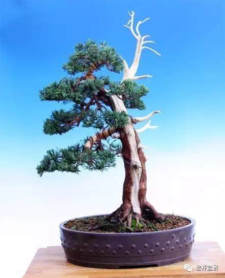 图解 柏树下山桩怎么制作成盆景的方法