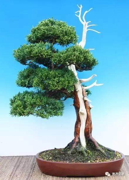 图解 柏树下山桩怎么制作成盆景的方法