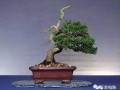 图解 柏树下山桩怎么制作成盆景的方法