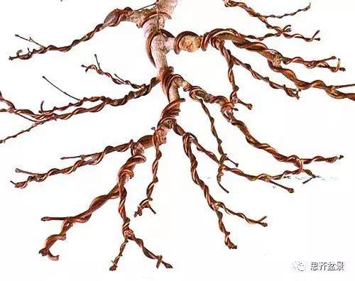 盆景怎么蟠扎造型的教程