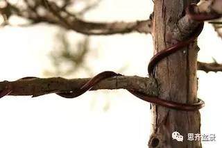 盆景怎么蟠扎造型的教程