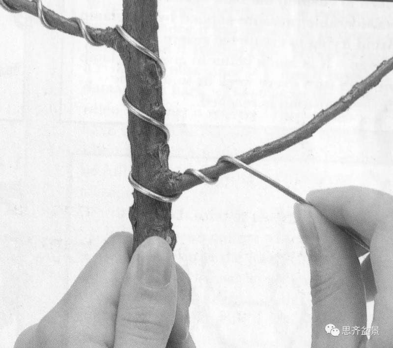 盆景怎么蟠扎造型的教程