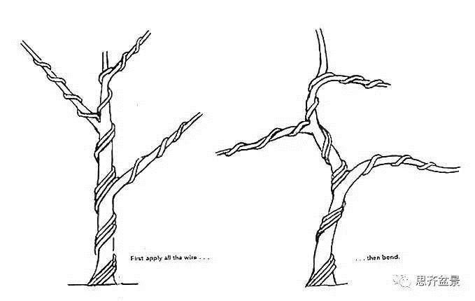盆景怎么蟠扎造型的教程