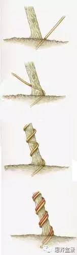 盆景怎么蟠扎造型的教程