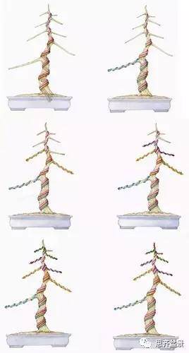 盆景怎么蟠扎造型的教程