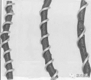 盆景怎么蟠扎造型的教程