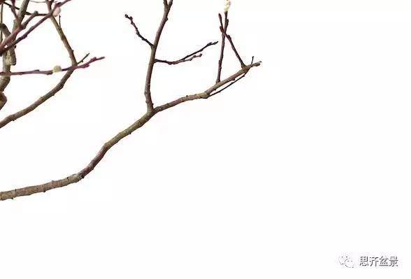 盆景怎么蟠扎造型的教程