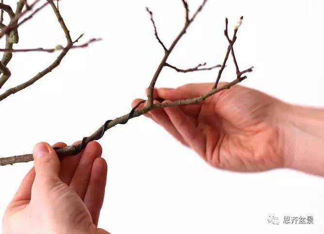 盆景怎么蟠扎造型的教程