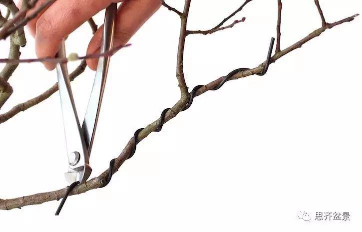 盆景怎么蟠扎造型的教程