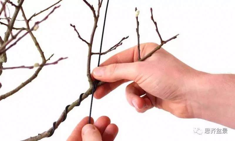 盆景怎么蟠扎造型的教程