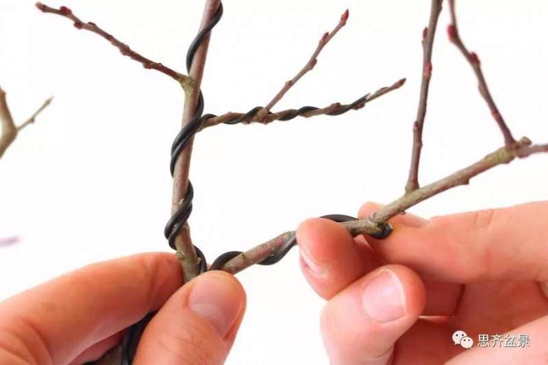 盆景怎么蟠扎造型的教程