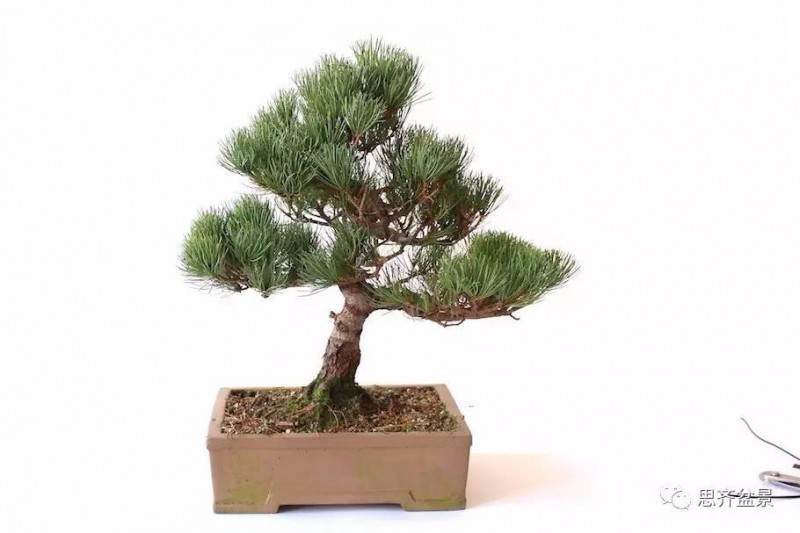 盆景怎么蟠扎造型的教程