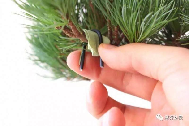 盆景怎么蟠扎造型的教程