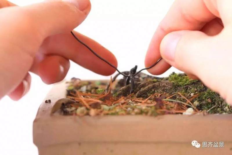 盆景怎么蟠扎造型的教程
