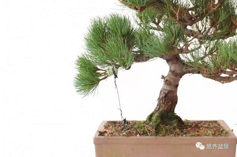 盆景怎么蟠扎造型的教程