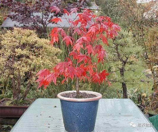 成长日记 | 两颗鸡爪槭盆景的培育历程