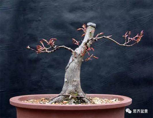 鸡爪槭下山桩怎么制作盆景的方法