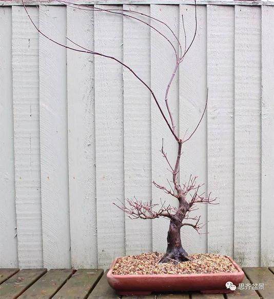 鸡爪槭下山桩怎么制作盆景的方法
