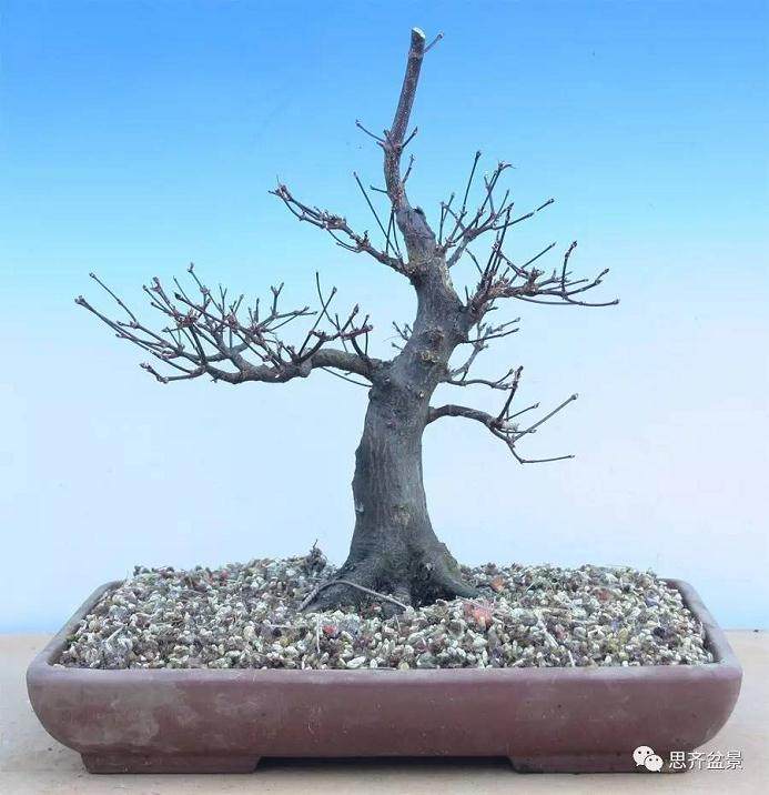 鸡爪槭下山桩怎么制作盆景的方法