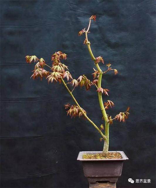 鸡爪槭下山桩怎么制作盆景的方法