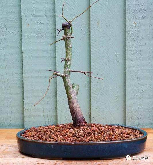 鸡爪槭下山桩怎么制作盆景的方法
