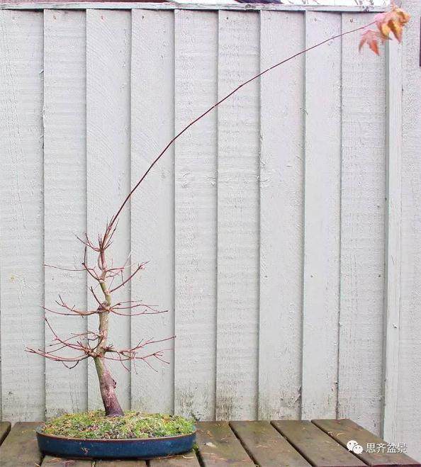鸡爪槭下山桩怎么制作盆景的方法
