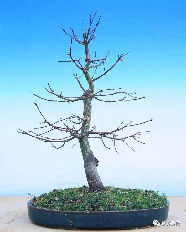 鸡爪槭下山桩怎么制作盆景的方法
