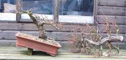 成长日记 | 一颗落叶松盆景的改做